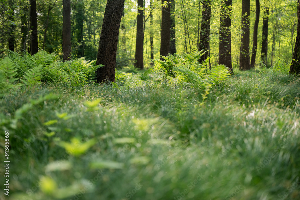 Fototapeta premium Zielone paprocie w lesie, tapeta
