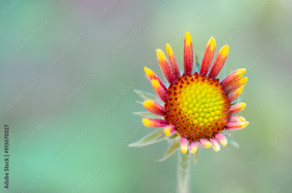 Close-up look of blooming garden flower, beautiful orange flowers Close-up look of blooming garden flower, beautiful orange flowers