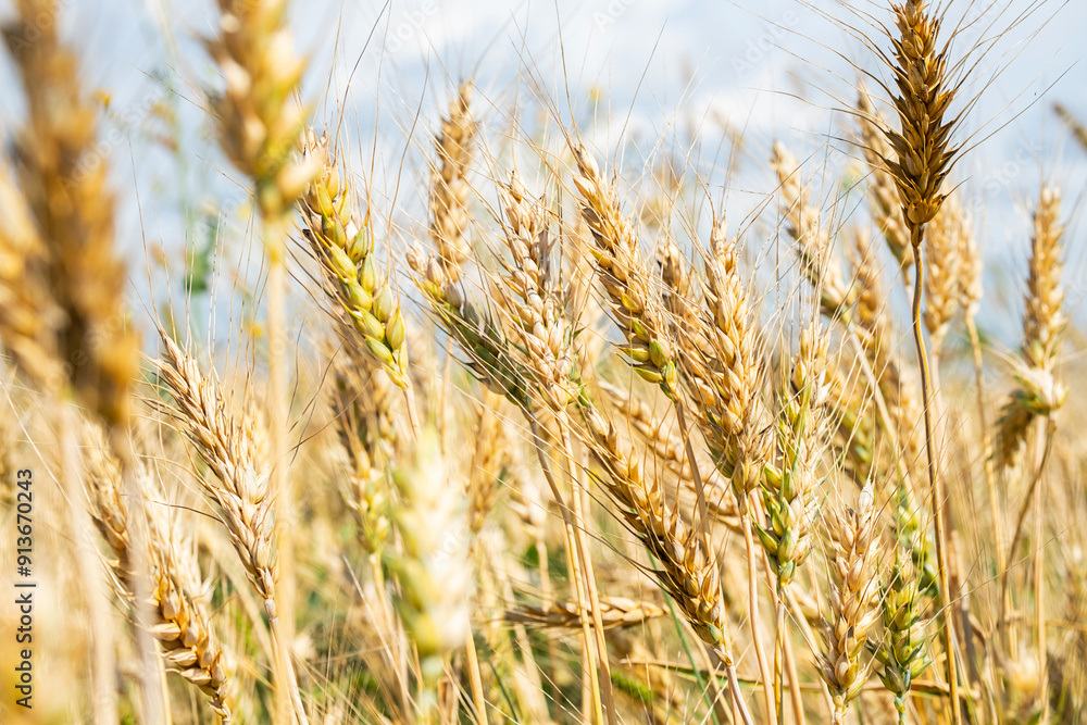Obraz premium Close up of golden wheat ears in field under sunlight during harvest season.