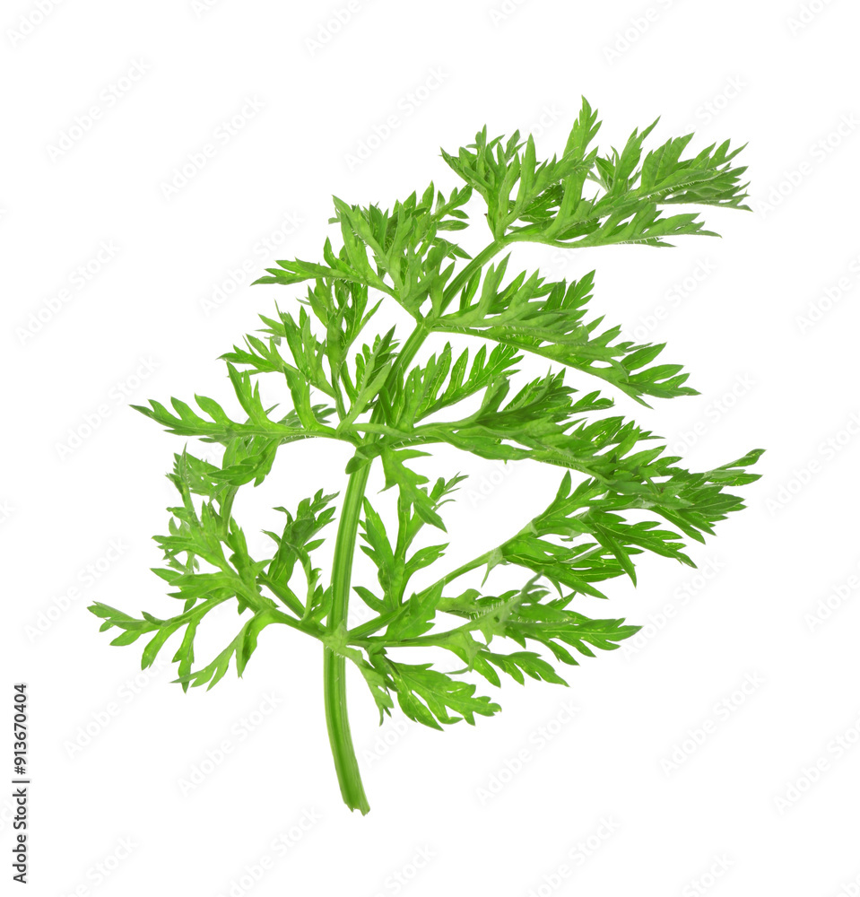 One green carrot twig isolated on white One green carrot twig isolated on white