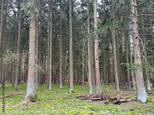Wald