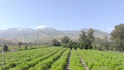 Wallpaper Mural Stunning orange orchard, aerial pan down, showcasing rows of lush green trees on a summer day. Scenic agriculture, vibrant orchard, sunny countryside, fruit farming, citrus grove, natural beauty. Torontodigital.ca