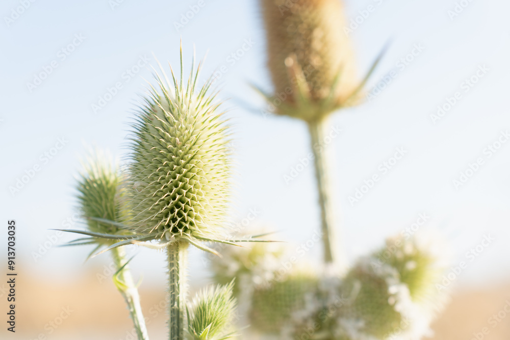 Obraz premium flowers in the wind, floral background with space for text