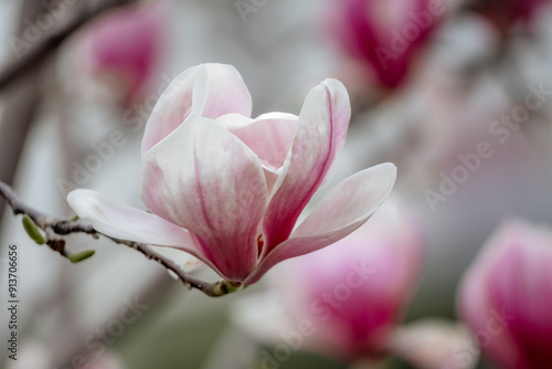 Magnolia Sulanjana flowers with petals in the spring season. beautiful pink magnolia flowers in spring, selective focusing.