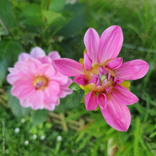 Dahlia pinnata: One in full bloom and another beginning to bloom