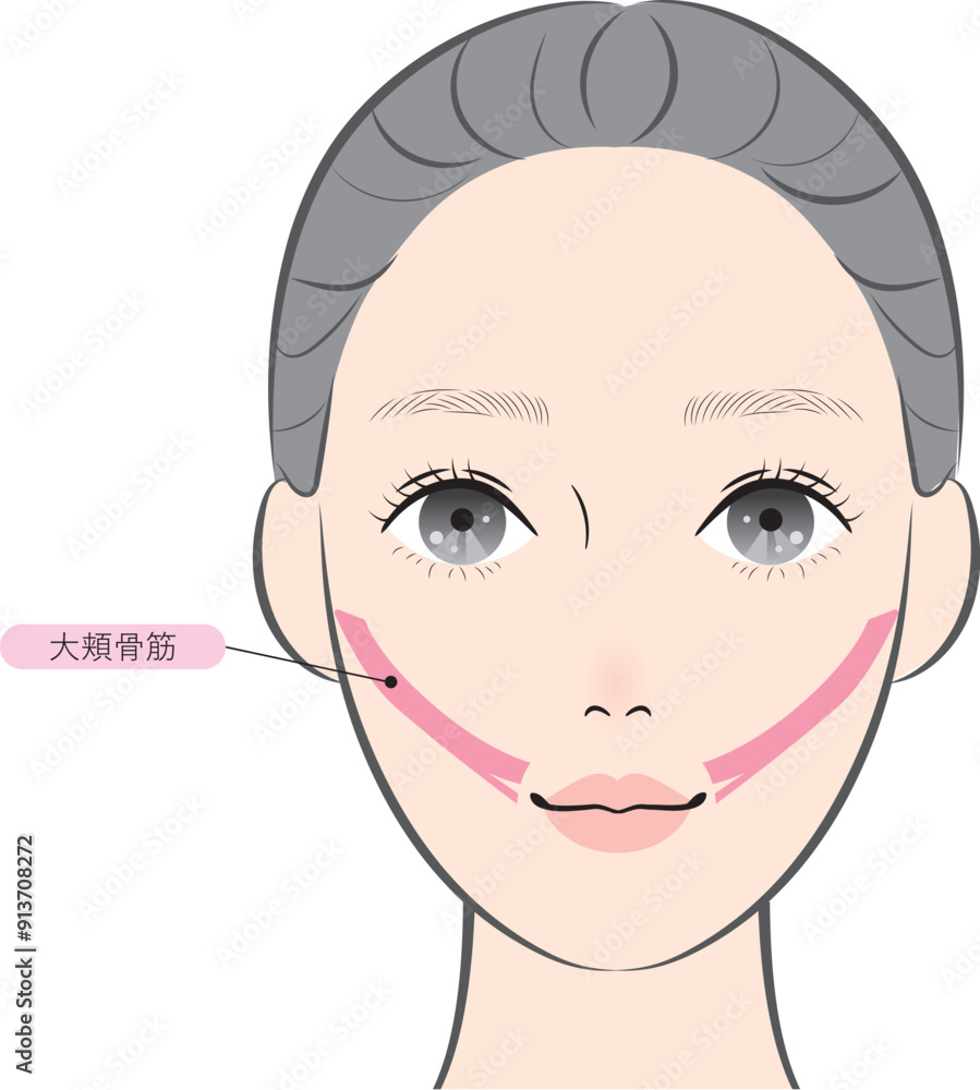Fototapeta premium 大頬骨筋（名称あり）