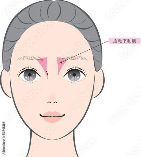 眉毛下制筋（名称あり）