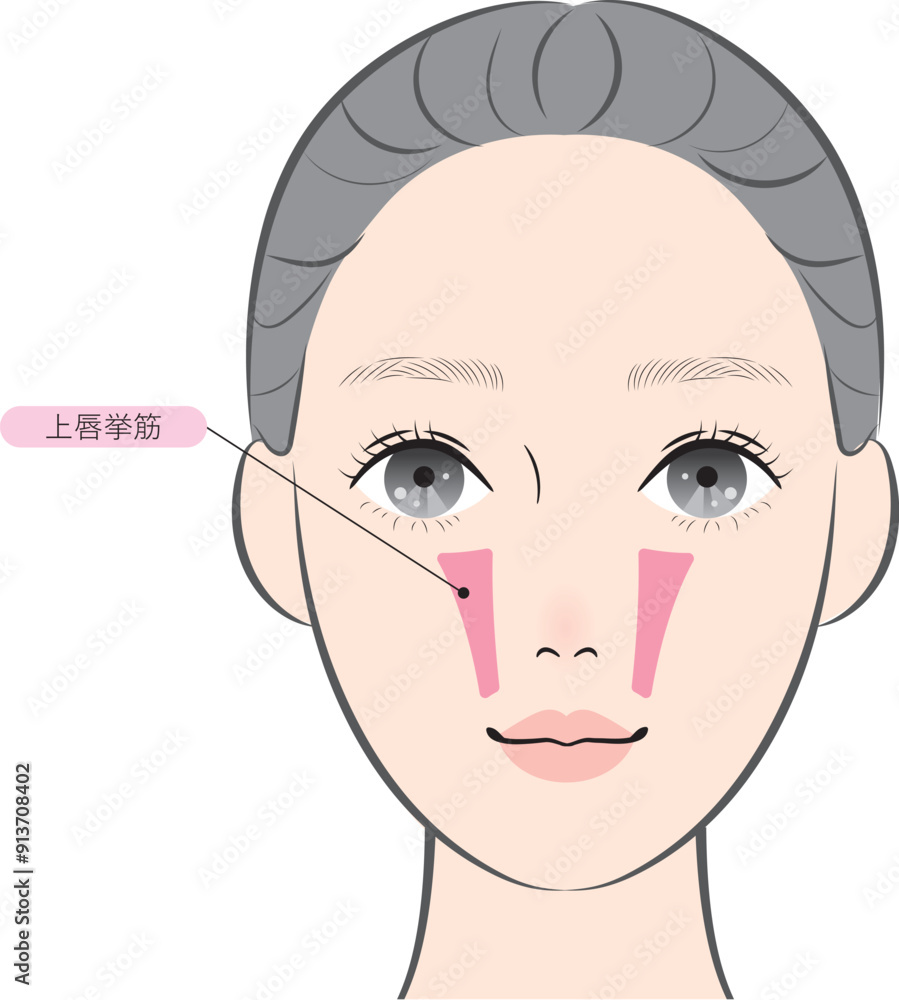 Fototapeta premium 上唇挙筋（名称あり）