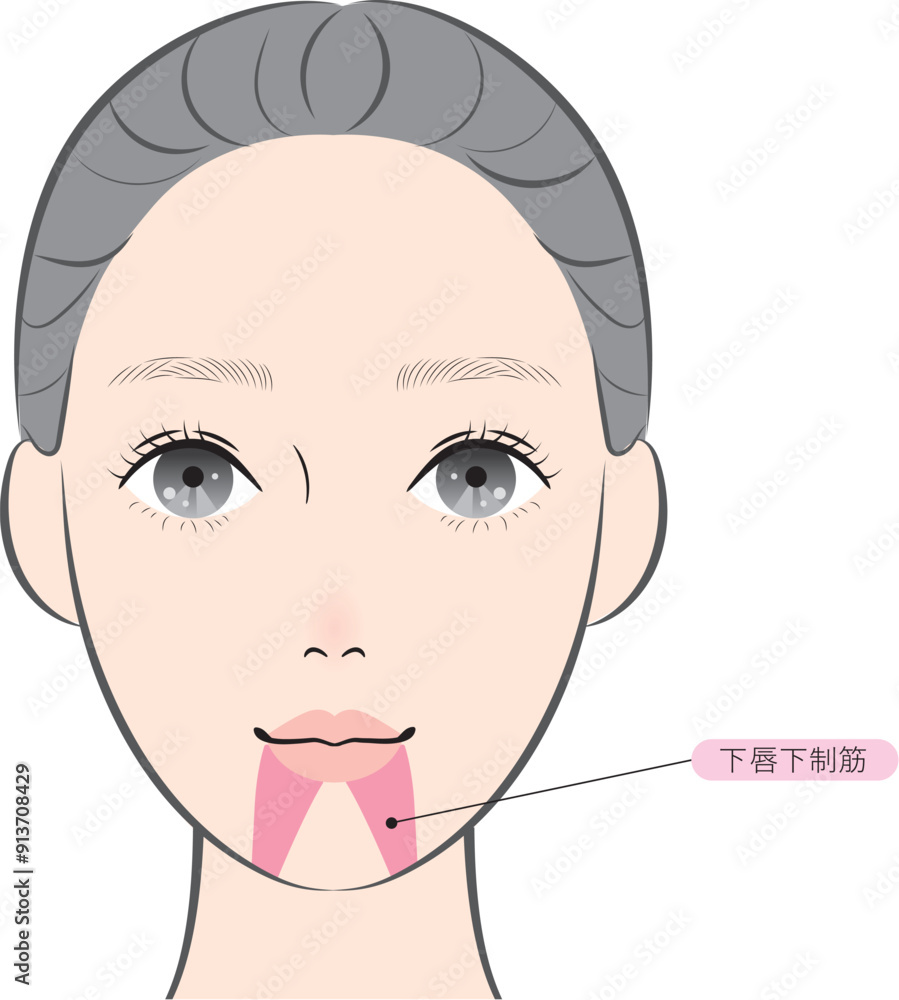 Fototapeta premium 下唇下制筋（名称あり）