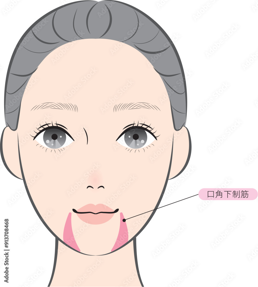 Fototapeta premium 口角下制筋（名称あり）