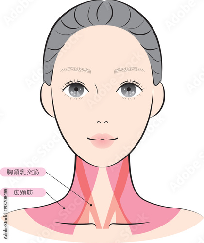 広頚筋と胸鎖乳突筋（名称あり）