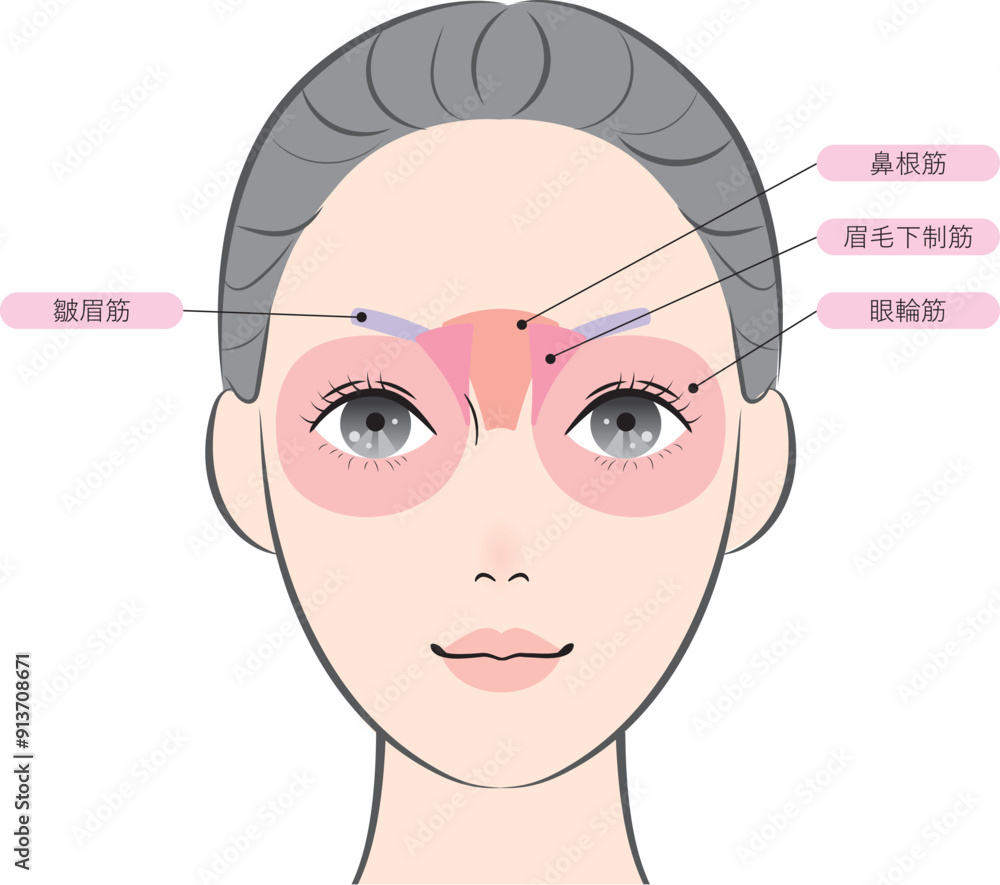 Fototapeta premium 目と眉毛の周りの筋肉