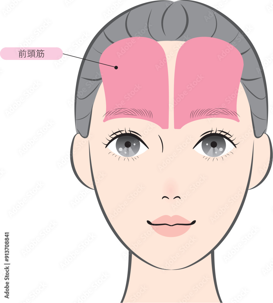 Fototapeta premium 前頭筋（名称あり）