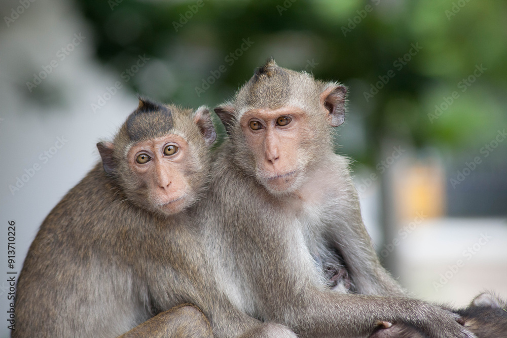 Fototapeta premium 可愛いサル