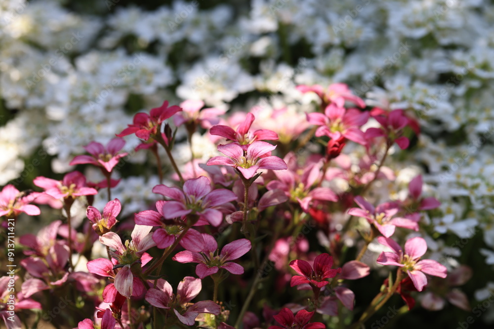 Red spring flowers of saxifraga × arendsii blooming in rock garden, close up