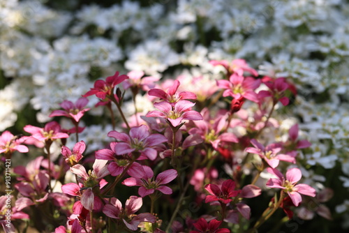 Red spring flowers of saxifraga × arendsii blooming in rock garden, close up photo