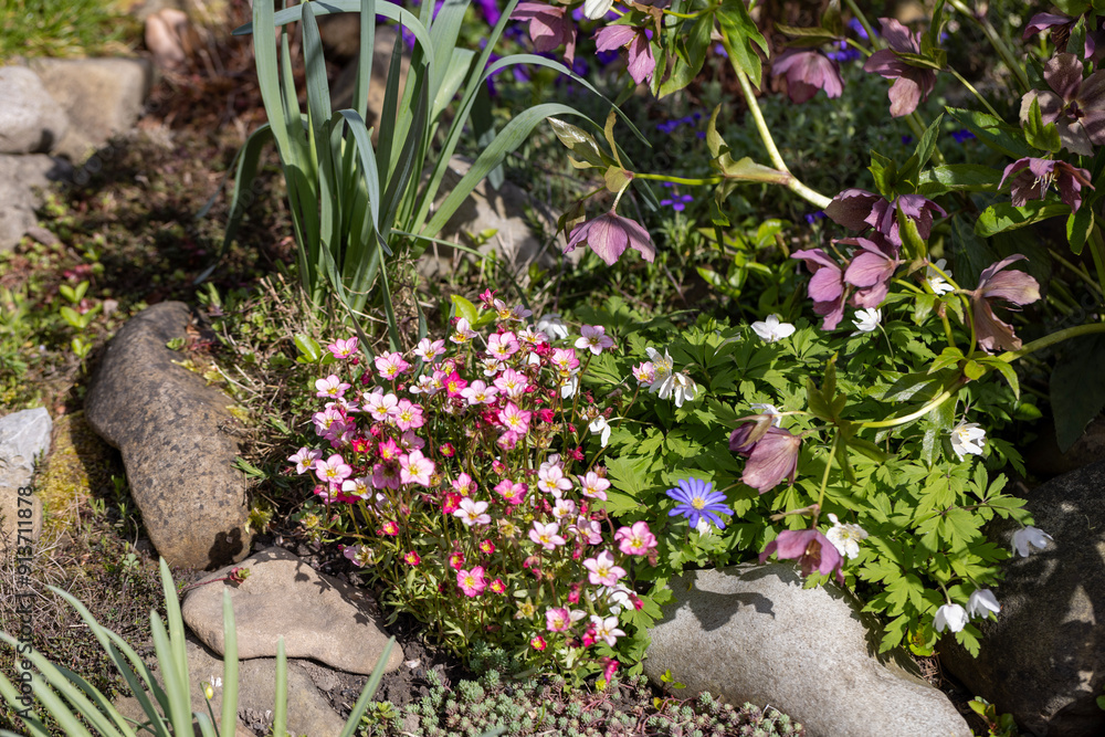 Red spring flowers of saxifraga × arendsii blooming in rock garden, close up