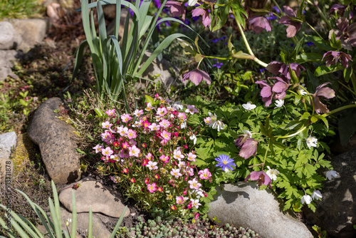 Obraz na płótnie Red spring flowers of saxifraga × arendsii blooming in rock garden, close up w salonie