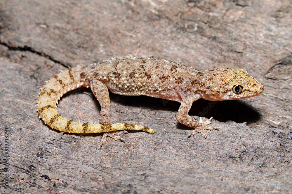 Naklejka premium Hemidactylus malcolmsmithi, also known commonly as Malcolm's bow-fingered gecko, is a species of lizard in the family Gekkonidae