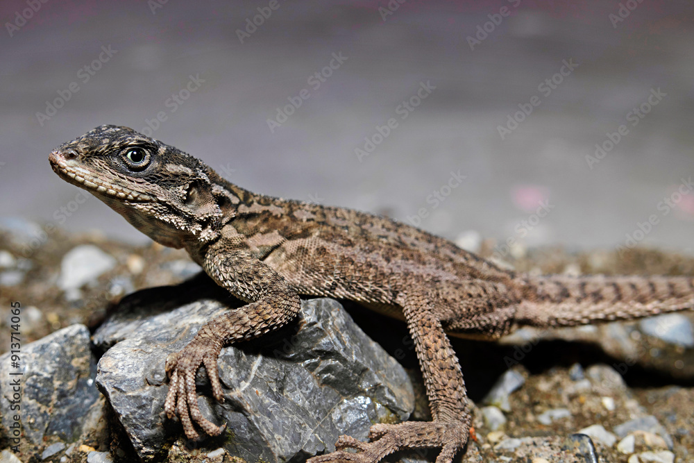 Paralaudakia sp. from Jammu and Kashmir. It is a genus of lizards, commonly known as Asian rock agamas, which are endemic to Eurasia. Paralaudakia sp. from Jammu and Kashmir. It is a genus of lizards, commonly known as Asian rock agamas, which are endemic to Eurasia.