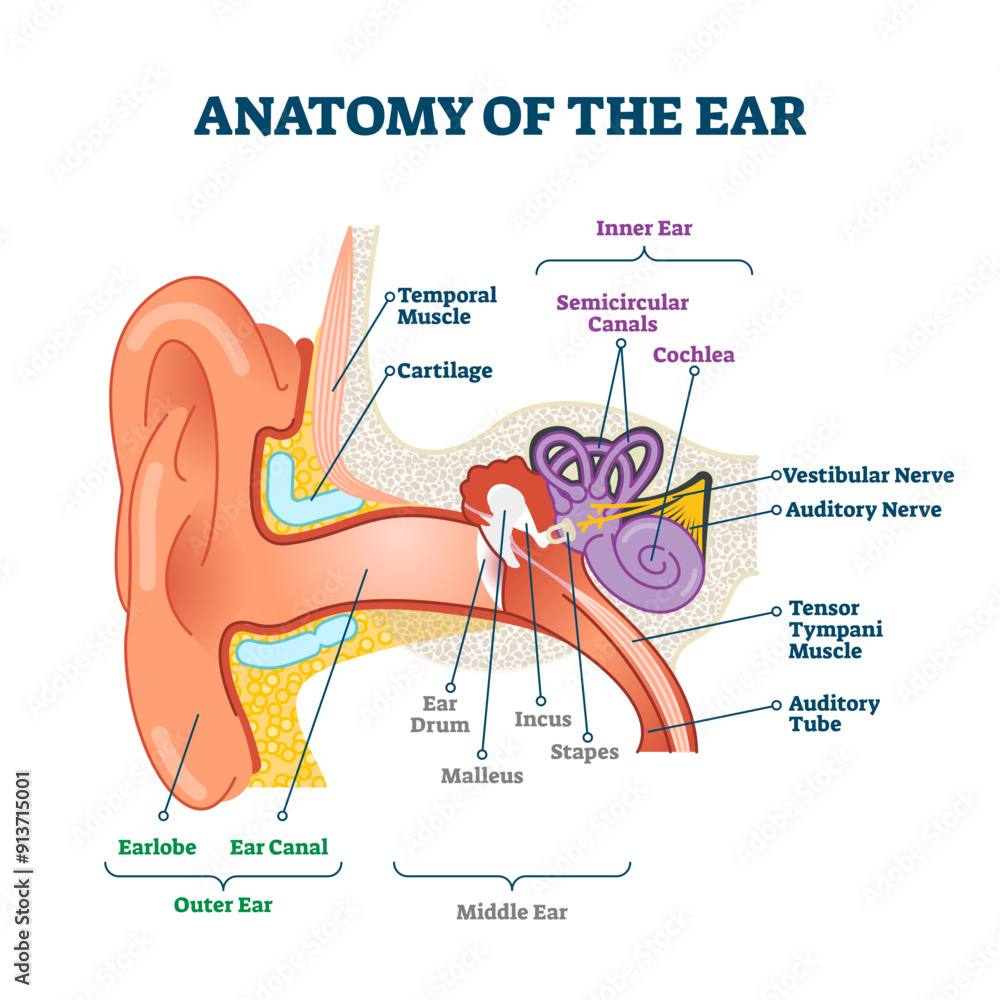 Obraz premium Anatomy of the ear, labeled health care illustration diagram, transparent background. Outer, middle and inner ear sections. Human body sensory organ education scheme. Vestibular system with nerves.