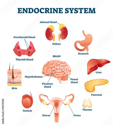 Endocrine system illustration, transparent background. Inner hormonal organ educational scheme. Medical diagram with glands and hormone brain parts. Collection with liver, pancreas.