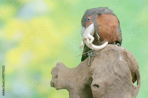 A young chestnut-breasted malkoha is preying on a common sun skink. This beautifully colored bird has the scientific name Phaenicophaeus curvirostris. photo