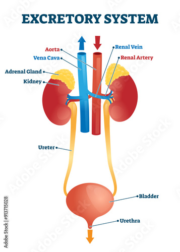Excretory system illustration, transparent background. Labeled educational human organs location scheme. Diagram with isolated bladder, ureter, kidney, aorta and adrenal gland.