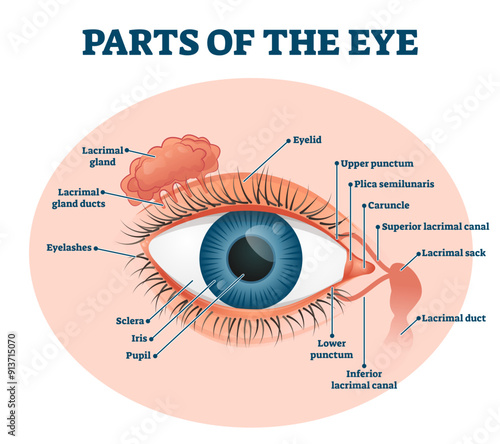 Parts of the eye, labeled illustration diagram, transparent background. Educational beauty and nursing information. Eyelid, eyelashes, pupil, lacrimal gland and other anatomical parts.