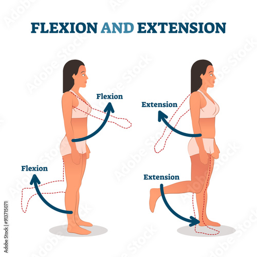 Flexion and extension illustration, transparent background. Anatomical movement description. Educational arm or leg exercise to bend or straighten body parts.