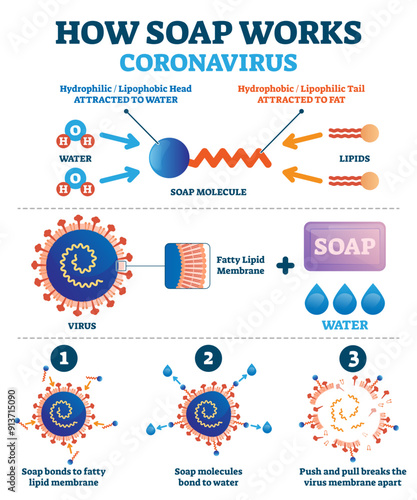Hand washing with soap to fight coronavirus Covid-19 illustration, transparent background. Educational diagram with explanation how cleaning push and pull breaks virus membrane apart.