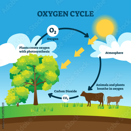 Oxygen cycle illustration. Labeled educational O2 circulation scheme. Biological diagram with animals breathing, carbon dioxide, plants photosynthesis and atmosphere.