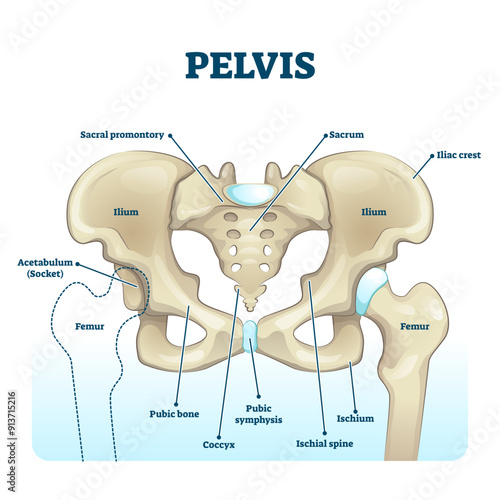 Pelvis anatomical skeleton structure, transparent background. labeled illustration diagram. Medical education scheme with ilium, ischium, coccyx, sacrum, femur and pubic bone examples.
