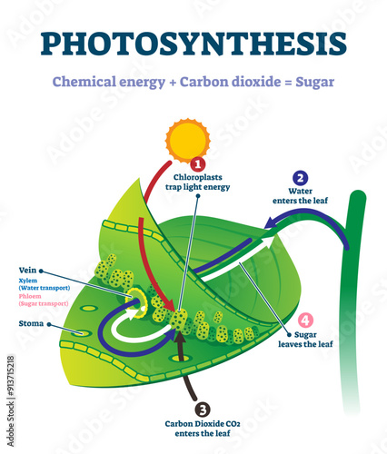 Photosynthesis leaf illustration, transparent background. Labeled educational scheme where light energy converts to chemical sugars. Natural botanic process visualization with stages explanation.