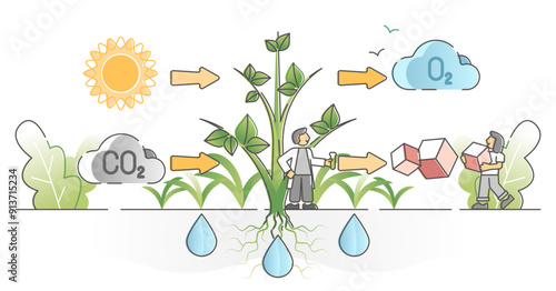 Photosynthesis process with plants carbon dioxide absorption and oxygen production outline concept, transparent background.
