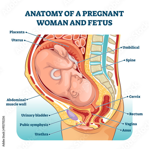 Anatomy of a pregnant woman and fetus labeled diagram, illustration medical scheme, transparent background. Family planning. Inner organs location in pregnancy. Abdominal muscle wall, bladder, vagina.