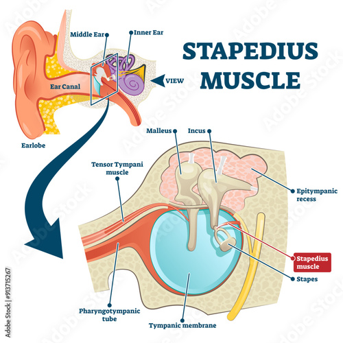 Stapedius muscle illustration, transparent background. Labeled anatomical ear structure scheme. Educational graphic with middle and inner ear closeup. Smallest skeletal muscle in human body.