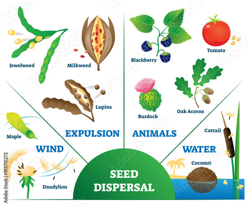 Seed dispersal illustration, transparent background. Labeled plant movement and division scheme with examples. Botany spreading method collection with wind, expulsion.