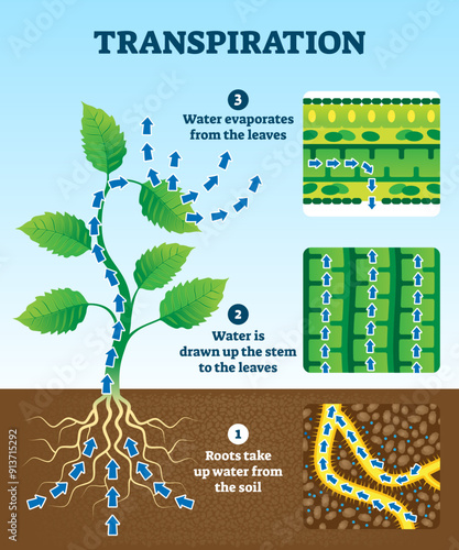 Transpiration illustration. Labeled educational plant water circulation scheme. Explanation diagram with roots in soil, stem with leaves and evaporation.