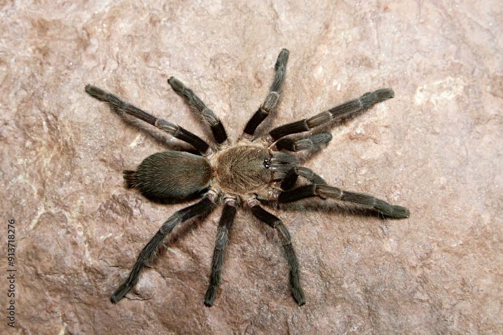 Tarantulas comprise a group of large and often hairy spiders of the family Theraphosidae. Tarantulas comprise a group of large and often hairy spiders of the family Theraphosidae.