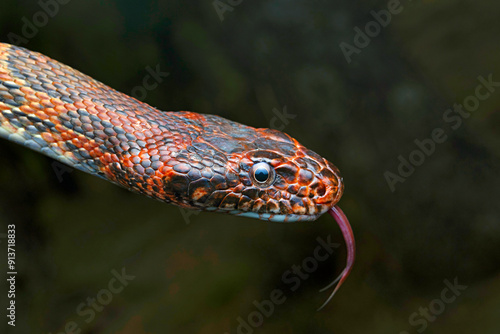 Spalerosophis atriceps, the Black headed is a species of snake in the family Colubridae. The species is endemic to South Asia. Photographed in Chamba, Himachal Pradesh. photo