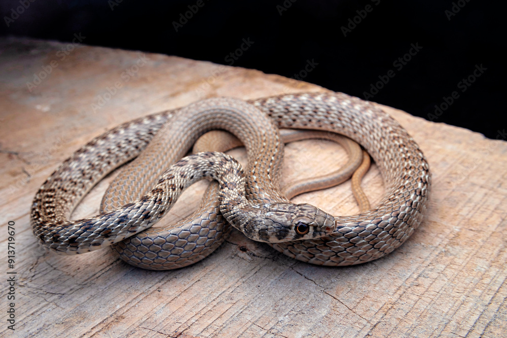 Platyceps ladacensis, the braid snake or Jan's cliff racer, is a ...