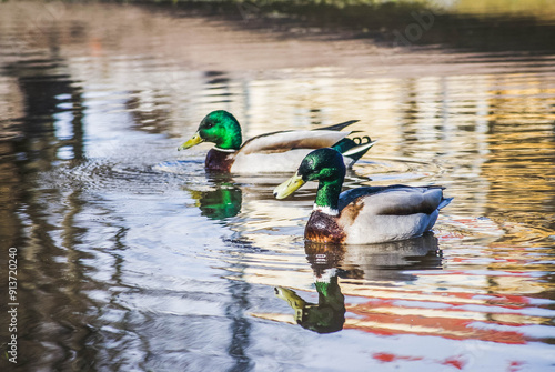 ducks in the lake in Helsinki Finland