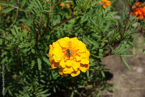 Insect pollinating yellow flower of Tagetes patula in July photo