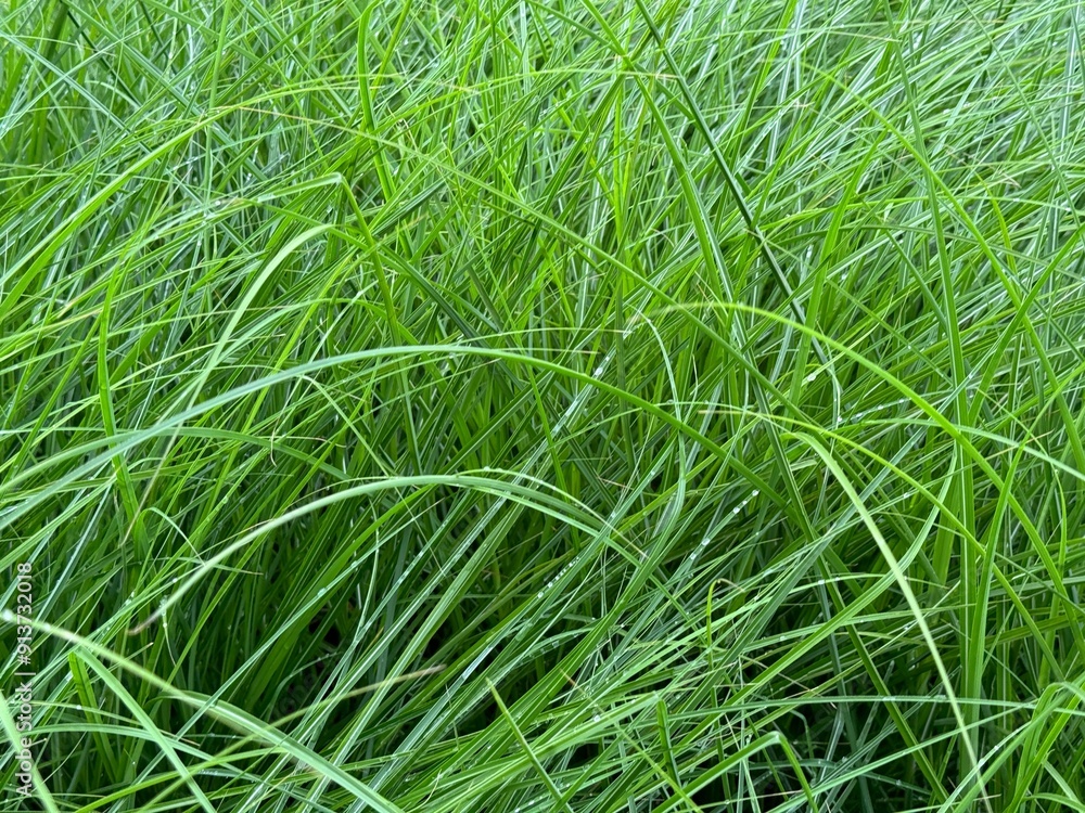 Blade of grass in meadow Blade of grass in meadow