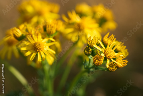 yellow flower in summer
