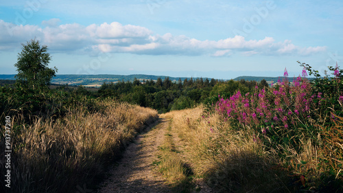 lavender field in region