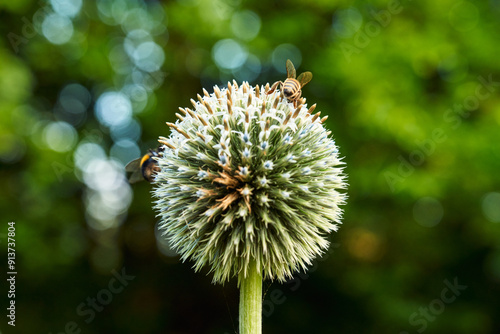 dandelion