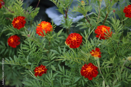 red poppies in the garden