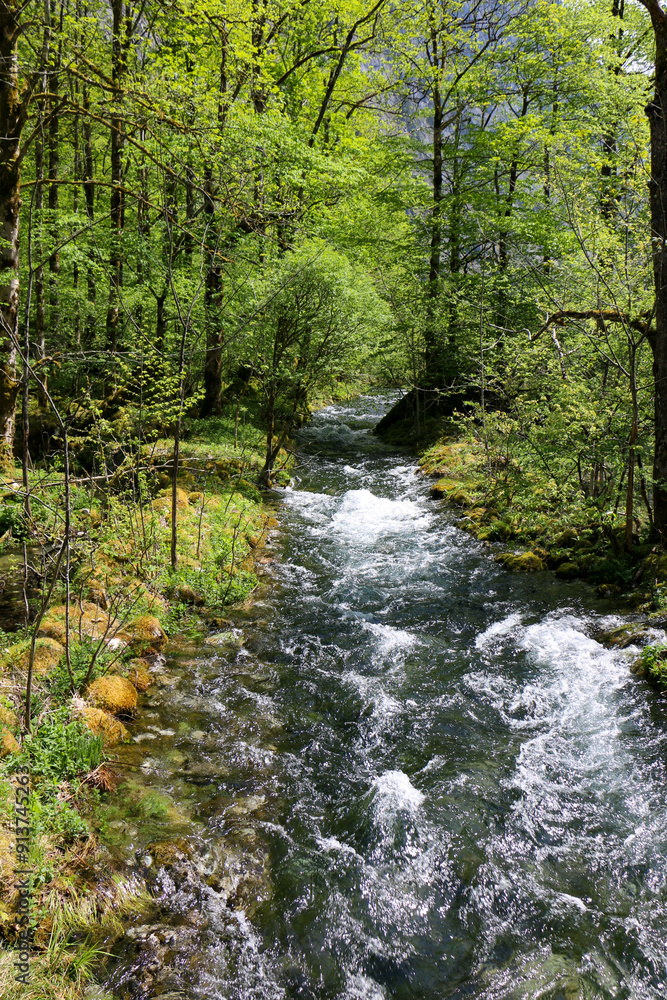 river in the forest river in the forest